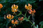 Turk's cap lily